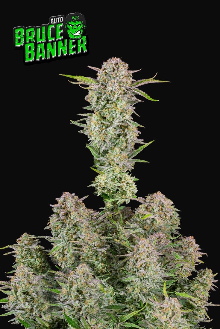 Fast Buds - Bruce Banner Auto