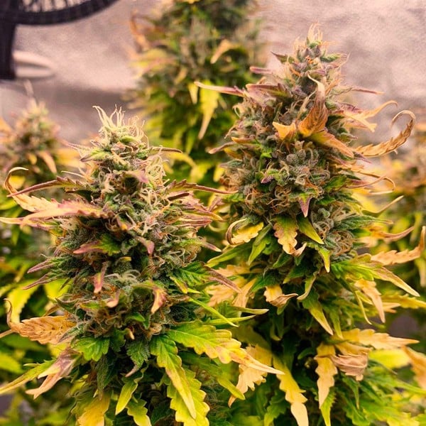 Royal Queen Seeds - Royal Kush Auto