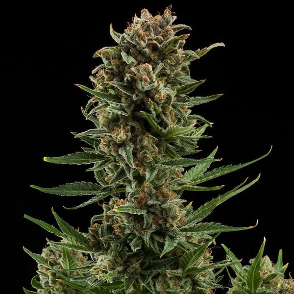 Royal Queen Seeds - White Widow Auto